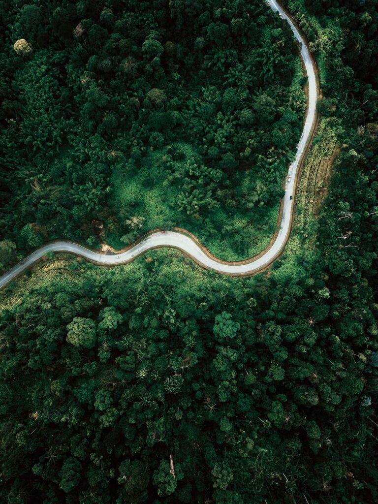 drone view curvy road running through lush woodland